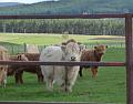 Aviemore-Fort William (61)